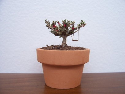 http://www.christinegiffen.com/files/gimgs/th-19_ChristineLewis_PottedAppleTree.jpg