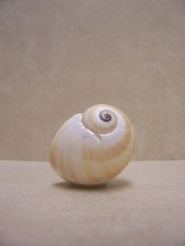 http://www.christinegiffen.com/files/gimgs/th-18_ChristineLewis_SnailShellCottage(detail2)_v3.jpg