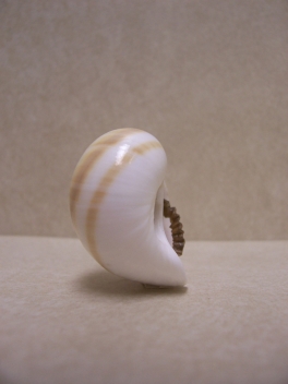 http://www.christinegiffen.com/files/gimgs/th-18_ChristineLewis_SnailShellCottage(detail1)_v3.jpg