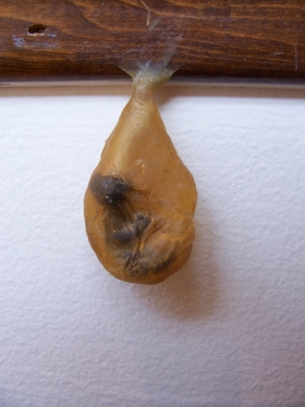 http://www.christinegiffen.com/files/gimgs/th-23_ChristineLewis_Untitled-Cocoon.jpg