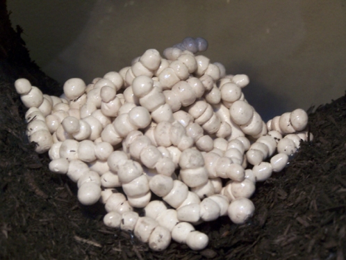 http://www.christinegiffen.com/files/gimgs/th-29_ant farm (larva detail).jpg