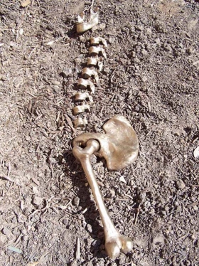 http://www.christinegiffen.com/files/gimgs/th-34_Lewis_Christine_Bronze Skeleton.jpg
